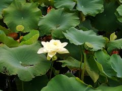 -嘉定紫藤园