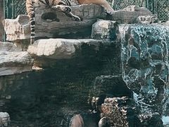 -上海野生动物园