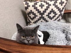 -lincat·猫舍(广州店)