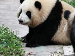 -成都大熊猫繁育研究基地