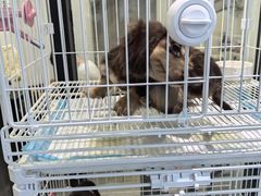 -萌宠之家·腊肠犬·马尔泰·小体犬舍