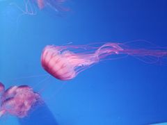 -皇家极地海洋世界-售票处