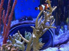 -瑞普利水族馆