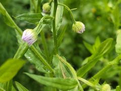 -老范地摊烧烤(阳光金地园店)