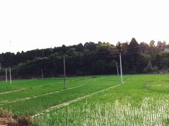 -王家小院