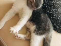 -瑞派名望24h动物医院异宠专科·猫专科·骨科·重症监护分院