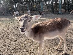 -北京麋鹿生态实验中心