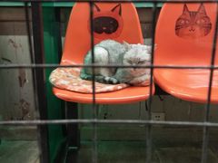 -猫咪博物馆(顶澳仔猫街店)