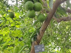 -国家植物园南园