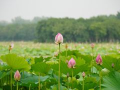 -东郊湿地公园