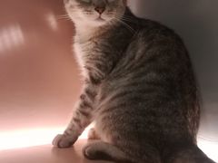-猫儿山۰猫主题餐厅