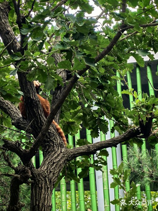 大连森林动物园图片