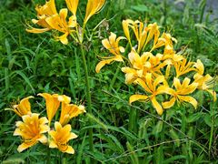 -西山漾湿地公园