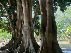 -中国科学院西双版纳热带植物园