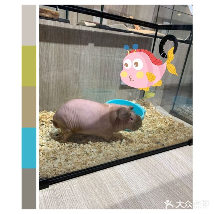 来Moni宠坏这些小可爱们～