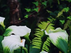 -国家植物园南园