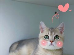 -lincat·猫舍(广州店)