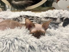 -momokira米努特·德文卷毛猫·棉花面纱犬