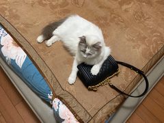 -CHANEL(ifs国际金融店)