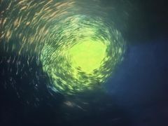 -烟台海昌鲸鲨海洋公园