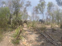 -Elephant Care & Grand Canyon Jumping