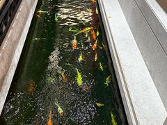 -龙悦湾酒家·八阵鱼生·渔人码头店