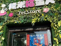 -糯米喵星人总部直营旗舰店·猫舍·幼猫出售