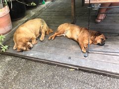 狗狗-祖母的厨房美式西餐厅(石雀胡同店)