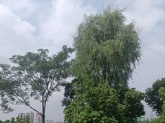 -金银湖国家城市湿地公园