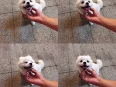 -悠尼宠物·独立低压伊珊娜洗护·美容·寄养(兰谷路店)