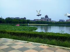 -莲花池公园