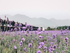-曲江薰衣草庄园