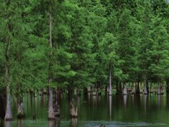 -白鹭湾湿地公园