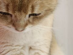 -Let's go狗咖·猫咖·奶狗·桌游(春熙路IFS店)