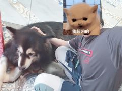 -more than meow吴止猫主题餐厅(承德 中船汇店)