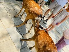 -奈良公园