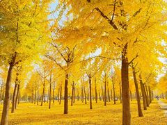 -三里屯东五街银杏大道