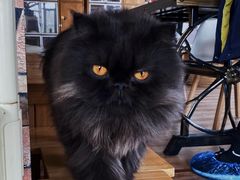 -猫的茶·猫咖
