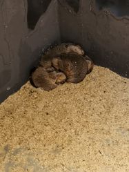 -酷嗒动物文化乐园(cutezoo西溪乐天城店)