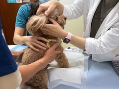 -美联众合动物医院·24h转诊中心