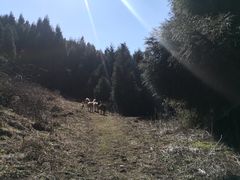 -武陵山森林公园