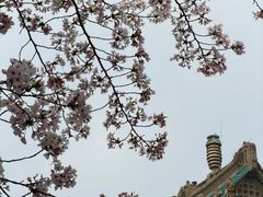 -武汉大学-樱园