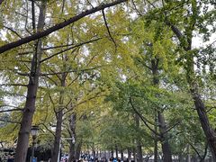 -八大关景区