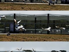 -盐城丹顶鹤湿地生态旅游区