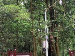 -东莞市大岭山森林公园
