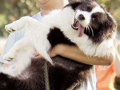-趣玩宠物乐园寄养训犬训狗游泳池