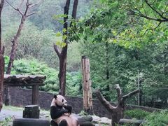 -都江堰中华大熊猫苑