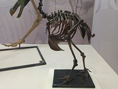 -国家自然博物馆