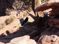 -科罗拉多大峡谷