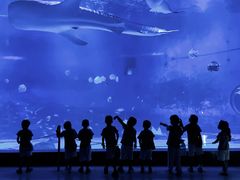 -烟台海昌鲸鲨海洋公园